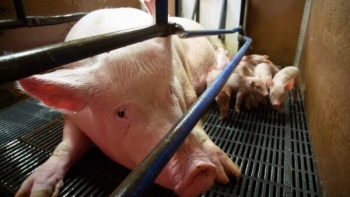 Giá heo hơi tiếp tục đứng yên