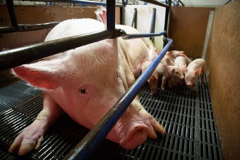 Giá heo hơi tiếp tục đứng yên