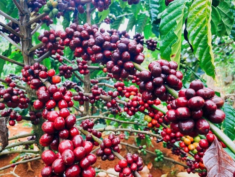 Gạo Việt vững vàng tại thị trường Philippines