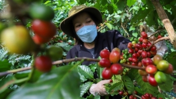 Giá cà phê giảm nhẹ, thị trường chịu áp lực từ nguồn cung và nhu cầu suy yếu