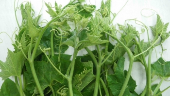 Rau bí – món ngon dân dã, thực phẩm vàng cho sức khỏe