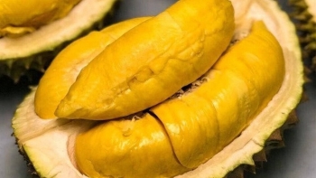 Sầu riêng Việt Nam và bài toán chất lượng: Được mùa nhưng chưa chuẩn