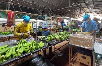 Gỡ rào cản phi thuế quan để hội nhập bền vững