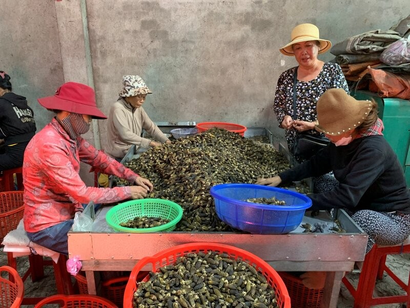 Cau tươi sau khi thu mua, được thương lái sấy khô xuất sang thị trường Trung Quốc. Ảnh: Viên Nguyễn Cau tươi sau khi thu mua, được thương lái sấy khô xuất sang thị trường Trung Quốc. Ảnh: Viên Nguyễn