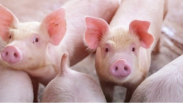 Giá heo hơi tiếp tục giảm nhẹ