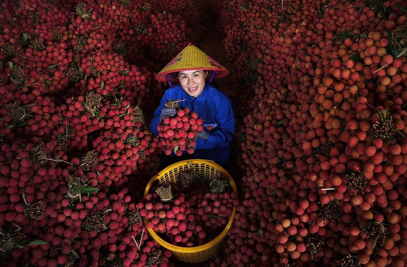 Vải thiều được thu gom và sơ chế tập trung trước khi đưa vào chế biến sâu nhằm nâng cao giá trị sản phẩm.