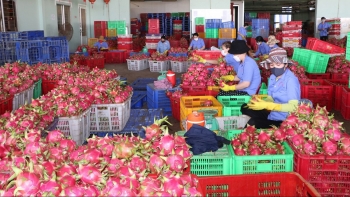 Xuất khẩu nông sản là sân chơi của tiêu chuẩn