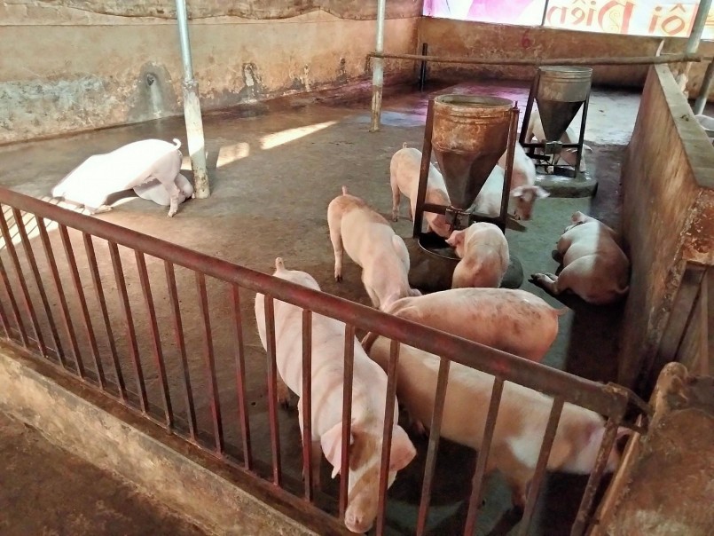 Người chăn nuôi nhỏ lẻ gặp khó khi giá heo hơi giảm sâu, tiêu thụ chậm. Người chăn nuôi nhỏ lẻ gặp khó khi giá heo hơi giảm sâu, tiêu thụ chậm.