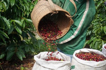 Giá cà phê hôm nay tiếp tục chịu áp lực giảm: Triển vọng sản lượng toàn cầu ở mức kỷ lục