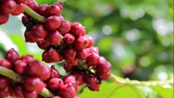 Sau sáp nhập: Tái định vị thương hiệu vùng – bài toán chiến lược cho sản phẩm địa phương