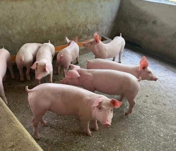 Giá heo hơi đồng loạt giảm, cao nhất 71.000 đồng/kg