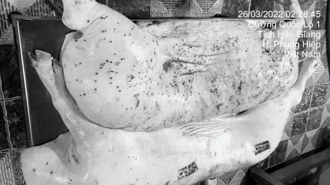 Hình ảnh được cho là thịt heo bẩn được hệ thống C.P Việt Nam tuồn ra thị trường do chủ tài khoản đăng tải trên mạng xã hội. Ảnh: Jonny Lieu