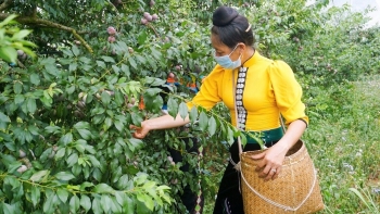 Liên kết số thúc đẩy chuỗi giá trị vùng cao