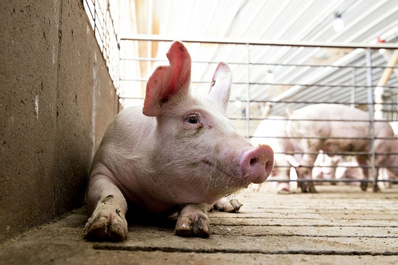 Hoạt động thu mua heo tại một trại chăn nuôi quy mô lớn ở miền Nam, nơi giá đang dao động từ 69.000–71.000 đồng/kg – cao nhất cả nước. Hoạt động thu mua heo tại một trại chăn nuôi quy mô lớn ở miền Nam, nơi giá đang dao động từ 69.000–71.000 đồng/kg – cao nhất cả nước.