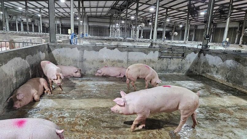 Hoạt động thu mua heo tại một trại chăn nuôi quy mô lớn ở miền Nam, nơi giá đang dao động từ 69.000–71.000 đồng/kg – cao nhất cả nước. Hoạt động thu mua heo tại một trại chăn nuôi quy mô lớn ở miền Nam, nơi giá đang dao động từ 69.000–71.000 đồng/kg – cao nhất cả nước.