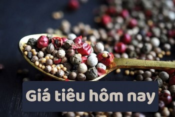 Giá tiêu tăng liên tiếp 7 ngày, chạm mốc 147.000 đồng/kg