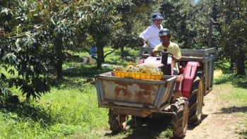 Sau ánh hào quang tỷ USD: Sầu riêng cần nâng chuẩn để giữ thị trường