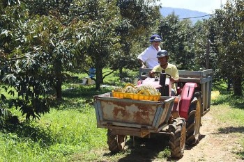 Sau ánh hào quang tỷ USD: Sầu riêng cần nâng chuẩn để giữ thị trường