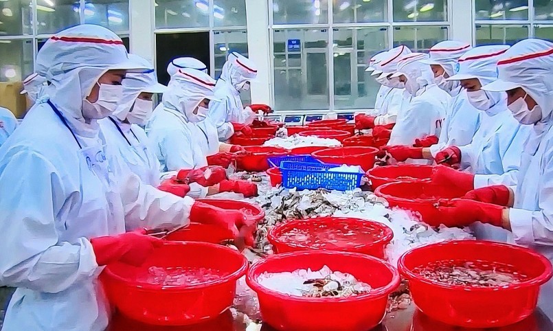 Kiểm tra và sơ chế thủy sản tại nhà máy chế biến – khâu then chốt trong chuỗi truy xuất và đảm bảo tiêu chuẩn xanh theo yêu cầu xuất khẩu.