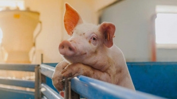 Giá heo hơi liên tiếp giảm tại miền Trung và miền Nam