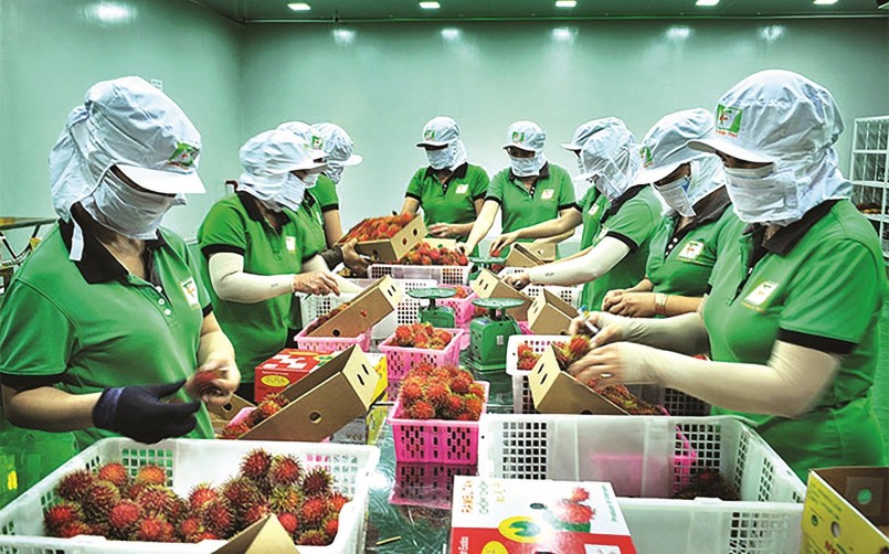 Công nhân sơ chế và đóng gói nông sản tại doanh nghiệp xuất khẩu phía Nam. Nhiều doanh nghiệp đang tạm thời giữ kế hoạch sản xuất ổn định, chờ chính sách thuế nhập khẩu từ Mỹ rõ ràng hơn trước khi điều chỉnh chiến lược dài hạn.