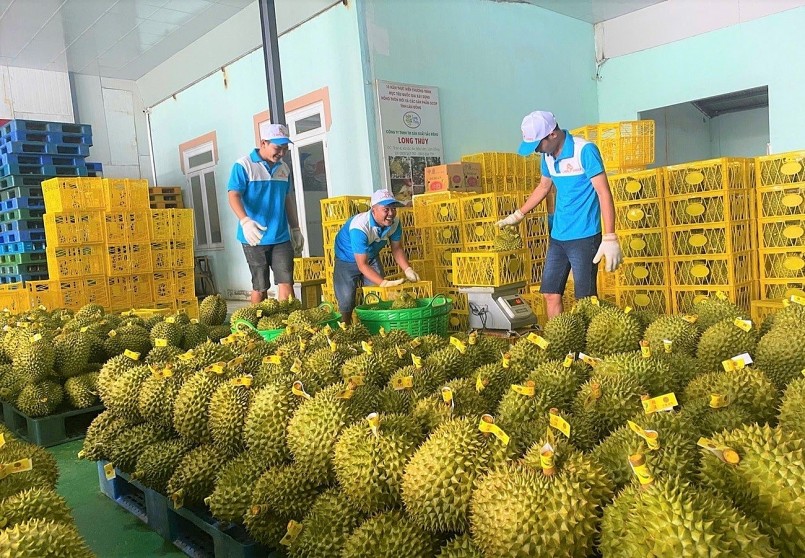 Doanh nghiệp đóng gói sầu riêng theo quy trình chuẩn, đảm bảo truy xuất nguồn gốc và đáp ứng yêu cầu kỹ thuật để giữ vững thị trường xuất khẩu. Doanh nghiệp đóng gói sầu riêng theo quy trình chuẩn, đảm bảo truy xuất nguồn gốc và đáp ứng yêu cầu kỹ thuật để giữ vững thị trường xuất khẩu.