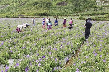 Y dược cổ truyền phát triển đúng tầm – hướng đi chiến lược cho ngành sản phẩm thiên nhiên