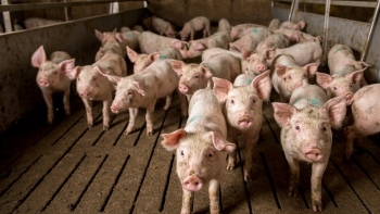 Giá heo hơi duy trì ổn định trên cả trước