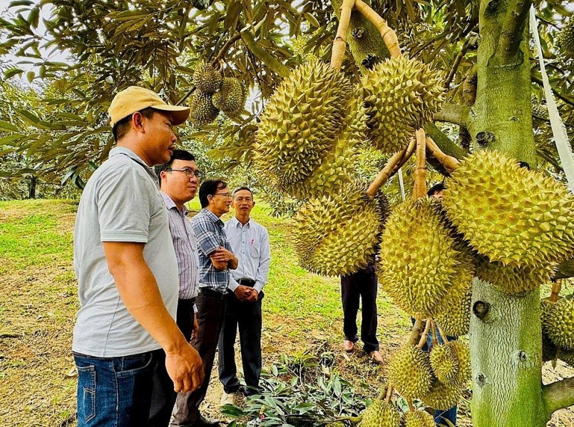 Nông hộ chăm sóc sầu riêng theo quy trình kỹ thuật cao, hướng đến nâng chất lượng và đáp ứng tiêu chuẩn thị trường quốc tế.