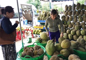 Sầu riêng Việt Nam tái cấu trúc để phát triển bền vững