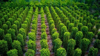 Giá tiêu hôm nay 6/7 giữ vững mốc cao, xuất khẩu tăng mạnh giá trị