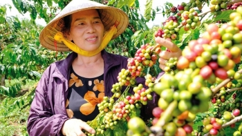 Giá cà phê vượt 96.000 đồng/kg, xuất khẩu gặp khó