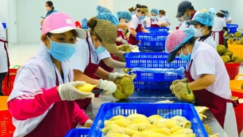 Tăng giá trị xuất khẩu nhờ chế biến sâu trái cây