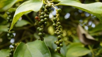 Giá tiêu tăng mạnh tuần qua: Xuất khẩu giảm lượng nhưng tăng vọt kim ngạch