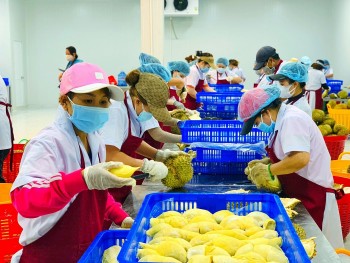 Tăng giá trị xuất khẩu nhờ chế biến sâu trái cây