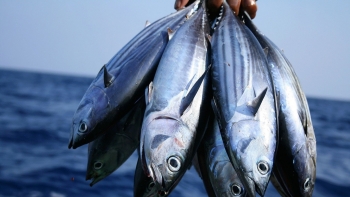 Đa dạng hóa thị trường và phân khúc: Lối đi chiến lược cho nông thủy sản Việt Nam