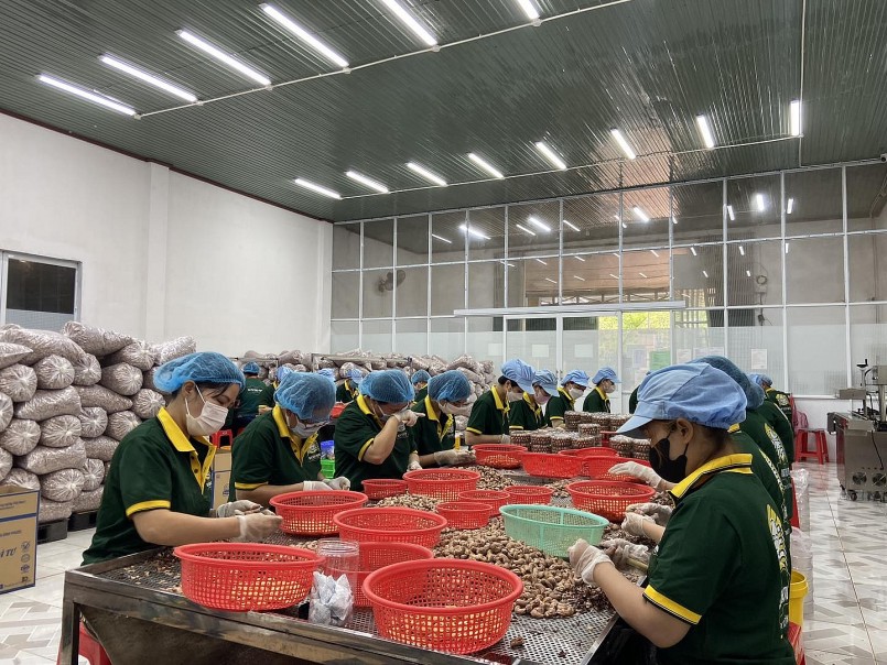 Sản phẩm điều Việt Nam được đóng gói tại nhà máy trước khi xuất khẩu sang thị trường Trung Quốc – thị trường đang dẫn đầu tăng trưởng cả về sản lượng và giá trị.