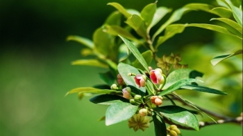 Sản phẩm thiên nhiên Việt Nam trước ngưỡng cửa thị trường BRICS+