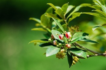 Sản phẩm thiên nhiên Việt Nam trước ngưỡng cửa thị trường BRICS+