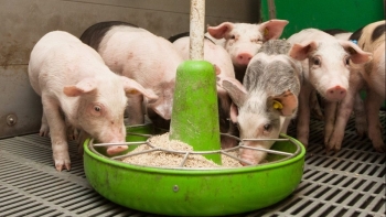 Giá heo hơi giảm 1.000 đồng/kg tại một số địa phương phía Nam