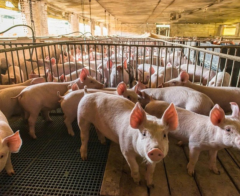 Nâng nhận thức tiêu dùng để hàng giả biến mất Nâng nhận thức tiêu dùng để hàng giả biến mất