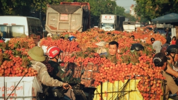 Để trái cây Việt vững vàng mùa thu hoạch