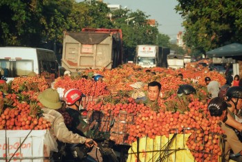 Để trái cây Việt vững vàng mùa thu hoạch