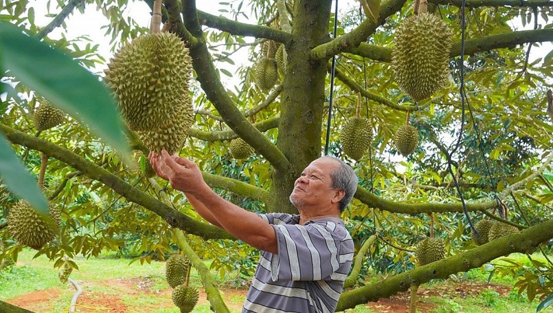 Nông hộ kiểm tra độ chín của sầu riêng trước thu hoạch – khâu quan trọng trong kiểm soát chất lượng và truy xuất nguồn gốc.