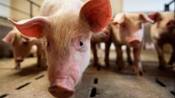 Giá heo hơi chững lại, kỳ vọng phục hồi ngắn hạn