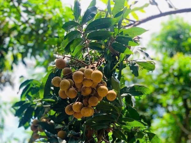 Thời điểm này, một số vườn nhãn sớm ở xã Tân Hưng chuẩn bị cho thu hoạch