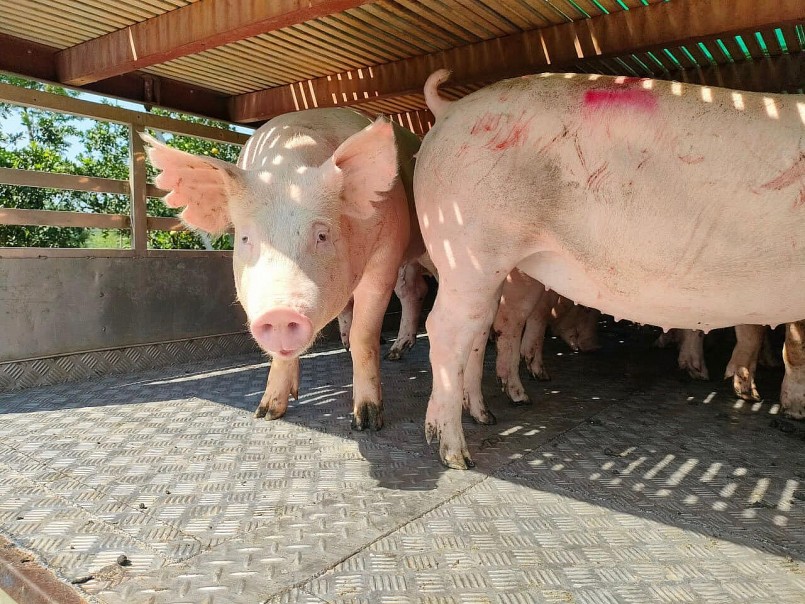 Định vị sầu riêng Việt Nam: Hướng tới thương hiệu quốc gia