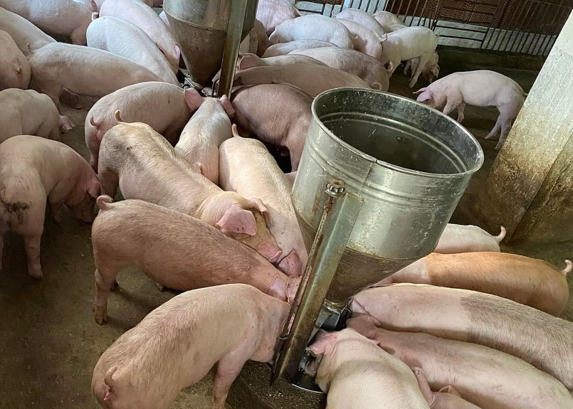 Định vị sầu riêng Việt Nam: Hướng tới thương hiệu quốc gia