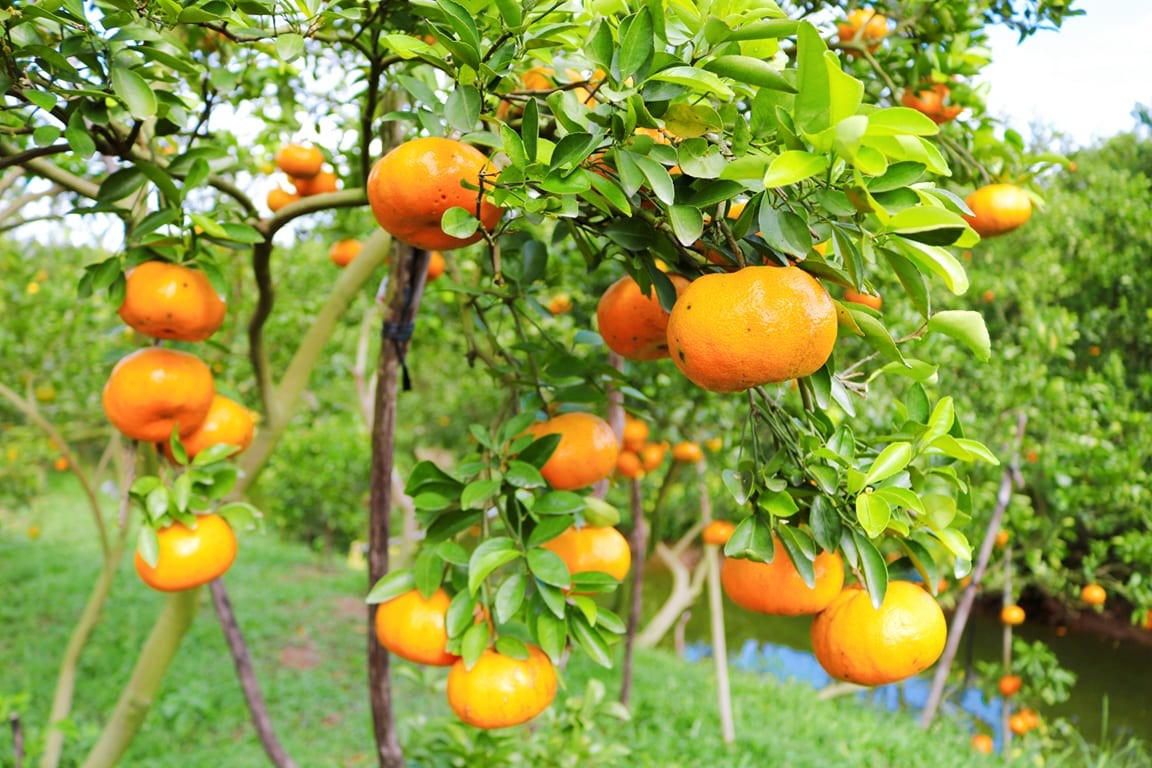 quýt hồng Lai Vung