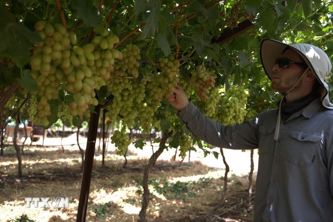 Cùng với vải thiều, trang trại Bananot Hahof còn trồng một trong những loại nho ngon nhất thế giới, năng suất đạt tới 30 tấn/ha. (Ảnh: Thanh Bình/TTXVN) Cùng với vải thiều, trang trại Bananot Hahof còn trồng một trong những loại nho ngon nhất thế giới, năng suất đạt tới 30 tấn/ha. (Ảnh: Thanh Bình/TTXVN)